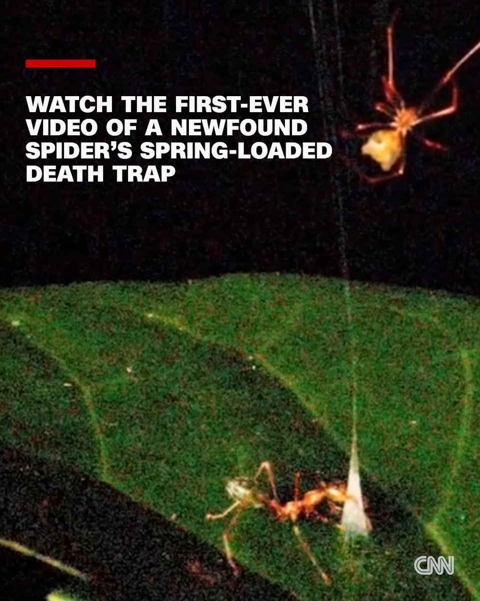A newly discovered spider species from Australia uses its silk to craft a spring-loaded, cone-shaped death trap, which catapults its prey into the spider’s main web.