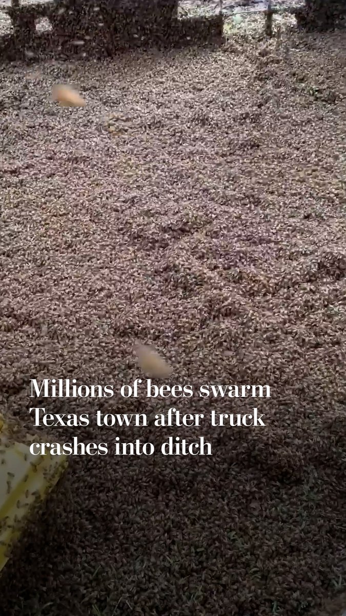 Up to two million honeybees were let loose on a Texas town after a truck carrying hundreds of beehives overturned into a ditch.