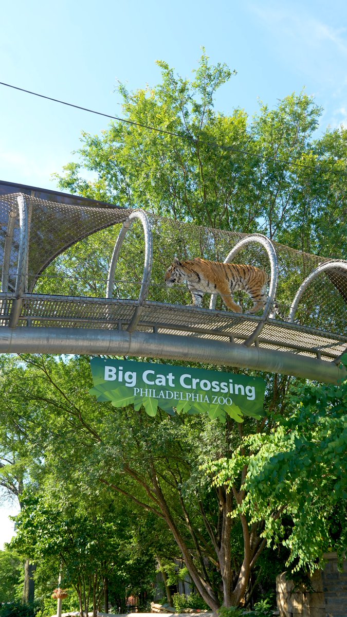 Not every day you look up and see a tiger overhead! 🐯✨ Our Zoo360 Trails extend beyond traditional habitats, giving animals like Rory the Amur tiger more space to explore and creating unforgettable moments for every guest 💕