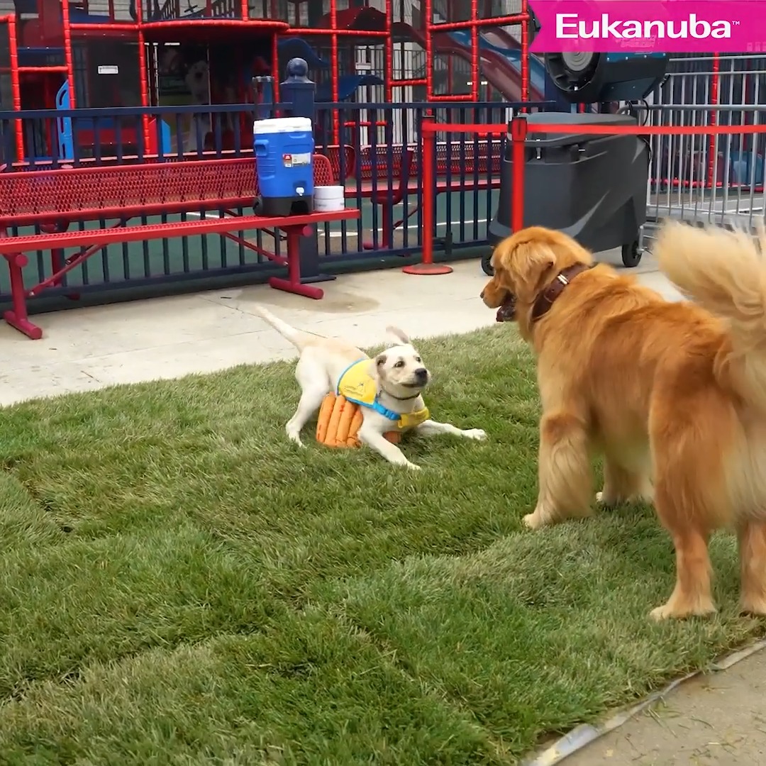 we gathered the foremost dog minds in the nation natty + @eukanuba