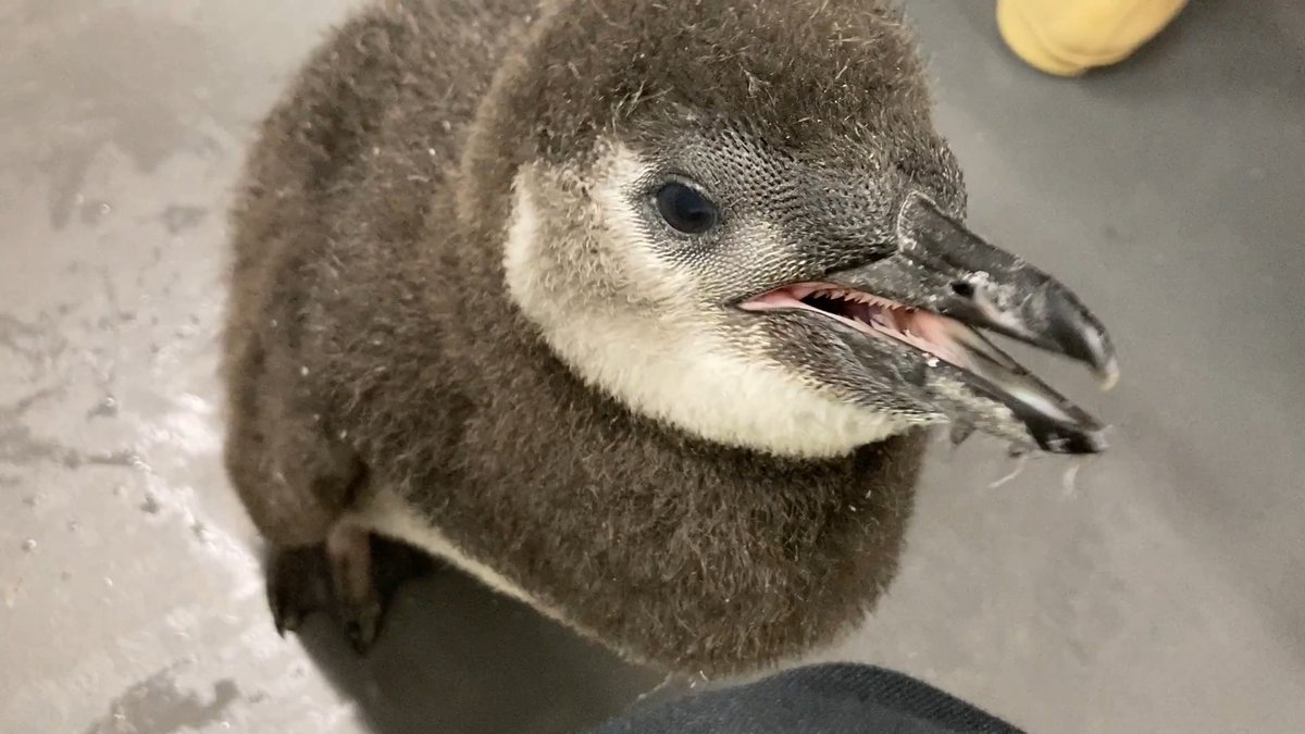 【6/18🐧45日齢のだんご】 きょうだい の きびの分のゴハンまでも奪いそうな勢い！？ もうだんごはゴハンを食べ終わっているのに、迫力満点な鳴き声です💛 団子のようなまん丸お顔もさらに磨きがかかっていますね😂 #すみペン赤ちゃん日誌