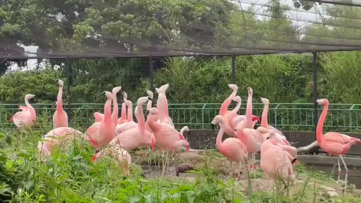 一斉に首を振り、鳴き始めた #フラミンゴ たち。 この行動は「旗振り」と呼び、繁殖期に見られる求愛行動です。 中には「敬礼」と呼ばれる、首をあげながら翼を広げる求愛行動をしている個体もいます。 これから繁殖期を迎えますが、群れでの求愛行動にも注目です。 ＃かみね動物園 ＃チリーフラミンゴ