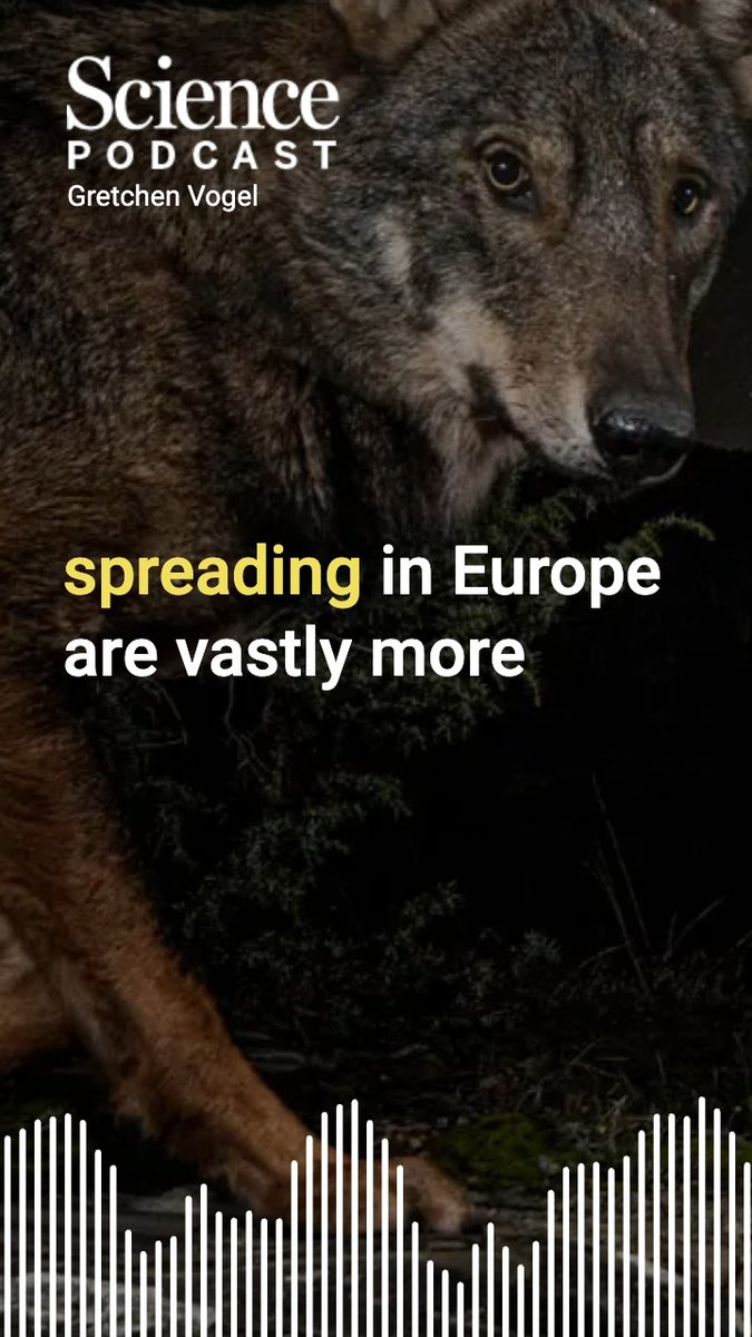 After near extermination in much of Europe, wolf numbers have surged up to about 20,000 individuals. In the latest #SciencePodcast🎙️, Contributing Correspondent Gretchen Vogel explores the conflicts that have risen as the wolf population grows.