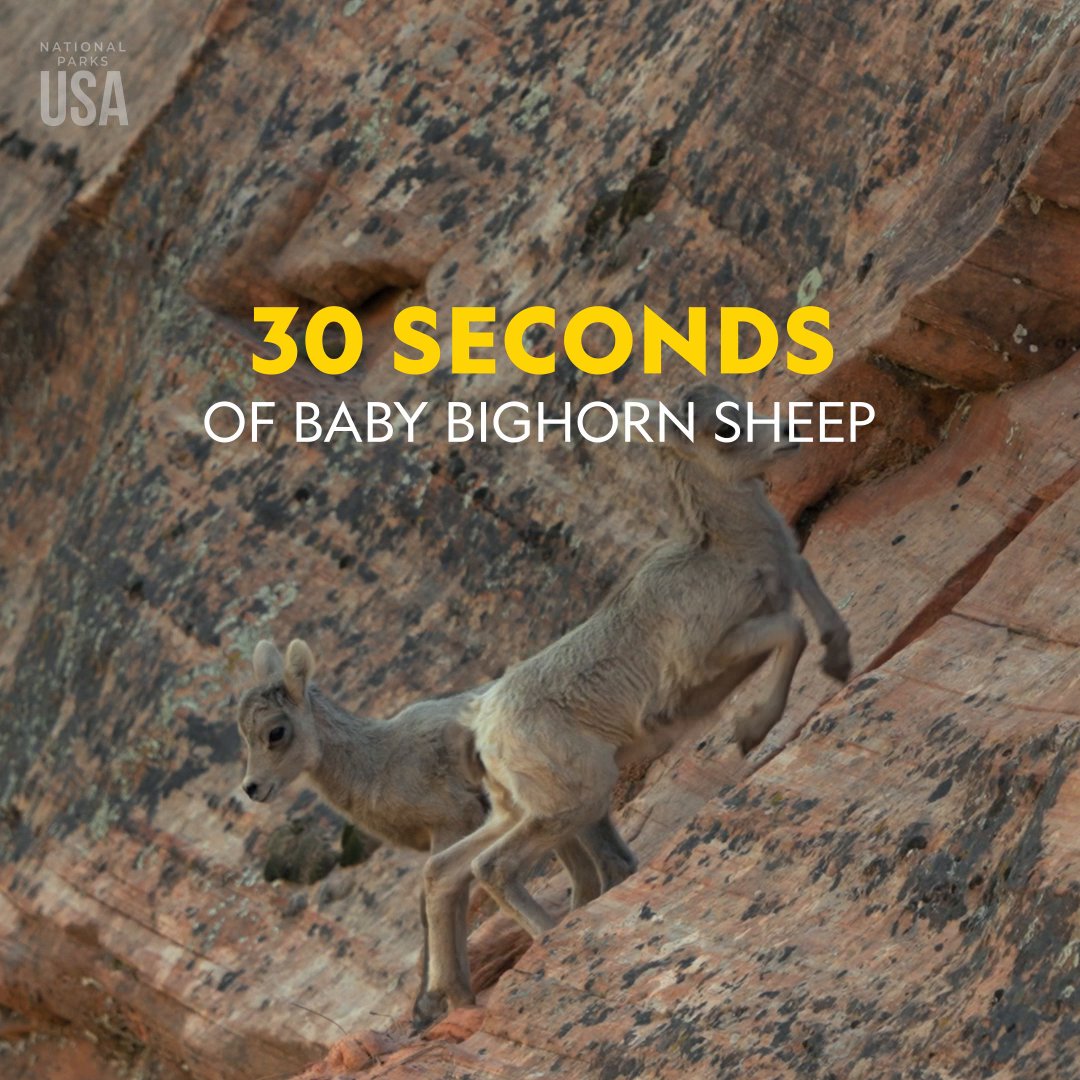 They make those steep cliffs look like a playground. #NationalParksUSA is now streaming on Disney+.