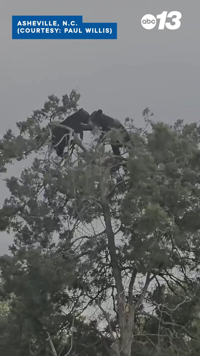 It's a baby bear brawl! Thanks to Paul Willis in Asheville for sharing this adorable video for Wildlife Wednesday this week. 🐻 Got bear footage? Share it with us here: