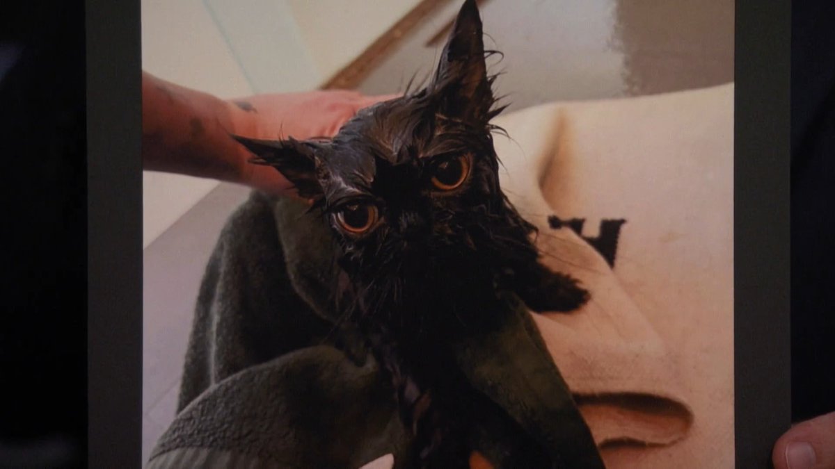 Milly Alcock has a new fur baby named Guinness 🥹 #FallonTonight
