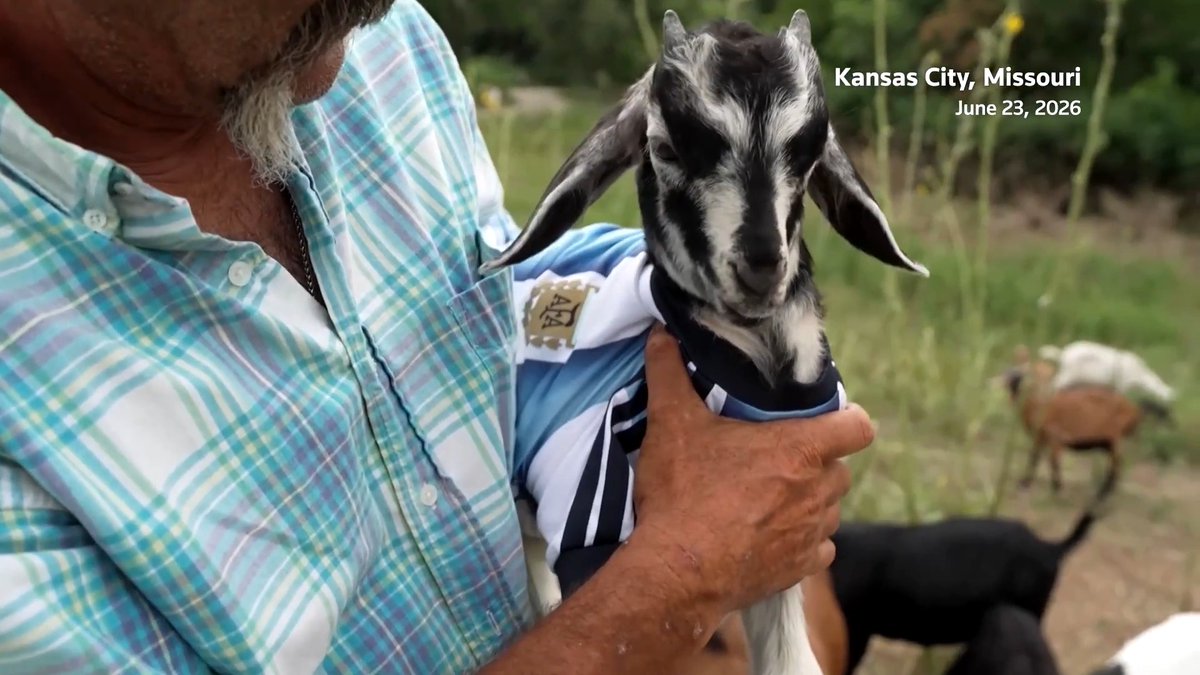 ⚽ 🐐 As Lionel Messi makes his case as soccer's greatest of all time at the World Cup, another Messi — a goat — is winning fans by munching weeds along the Missouri River in Kansas City