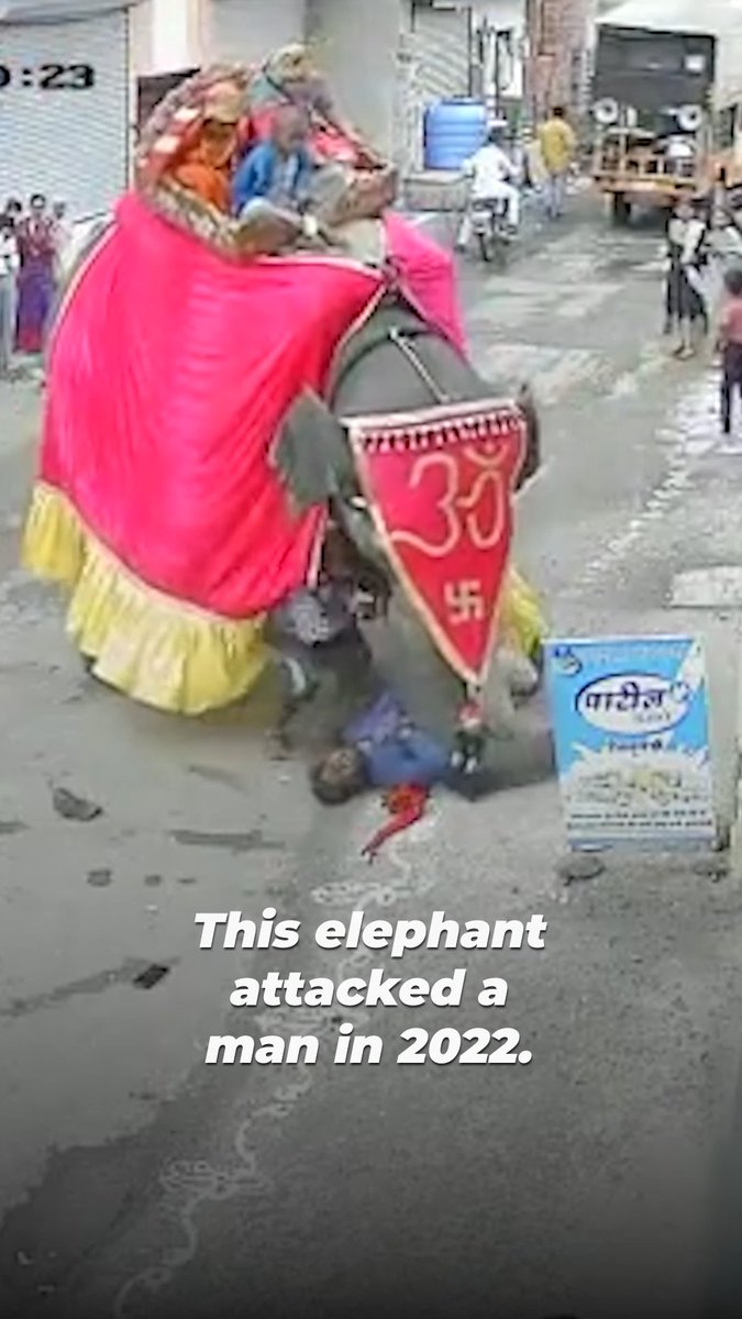 Madhuri finally received safety, care, and another elephant to love. Now her freedom is being threatened by people who want her back in chains. Take a moment and text to take action so she remains at her sanctuary home 📲