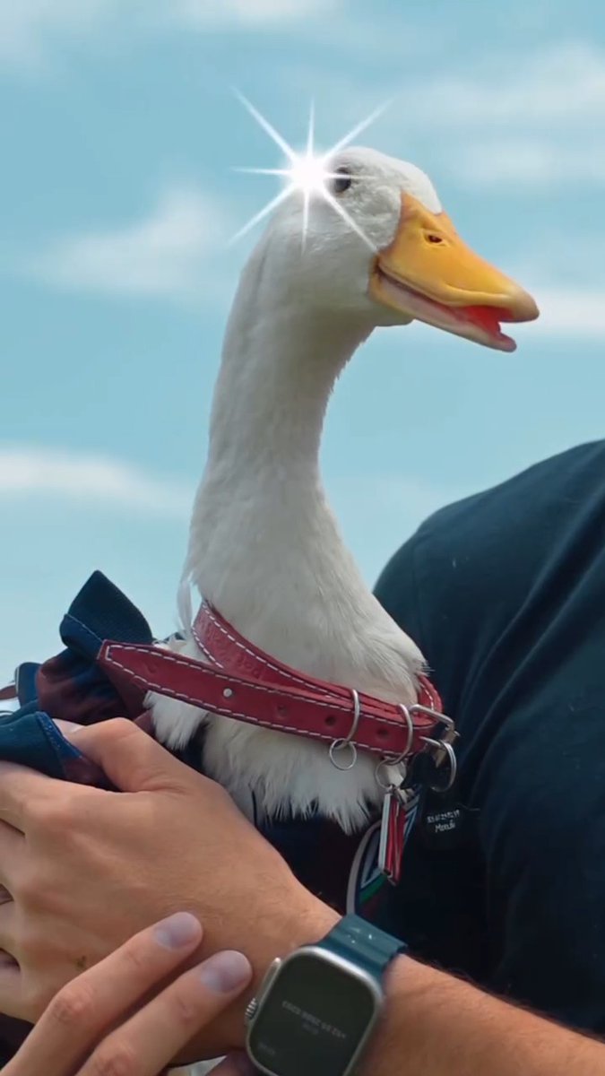 Atlante hace la presentación de su nuevo refuerzo... El Pato Merlín ya viste los colores azulgranas 🔥🦆