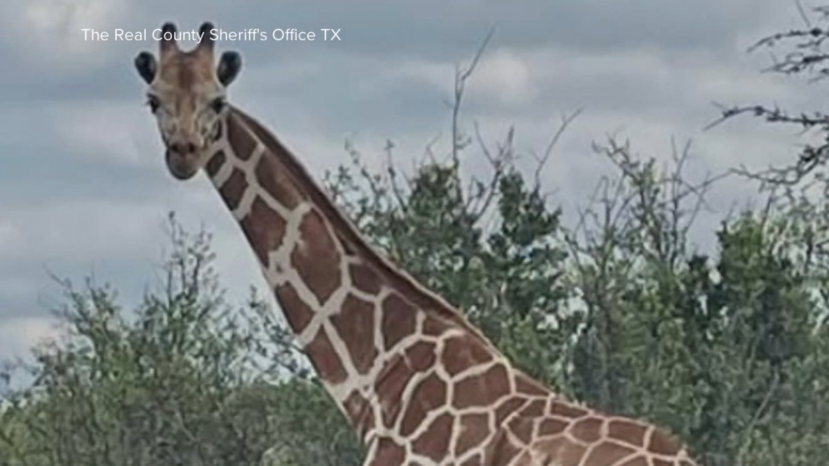 An active search is underway for a missing giraffe named Gracie outside San Antonio, Texas, after she wandered off a ranch last week. A $5,000 reward has been offered for information leading to her safe return. David Muir reports.