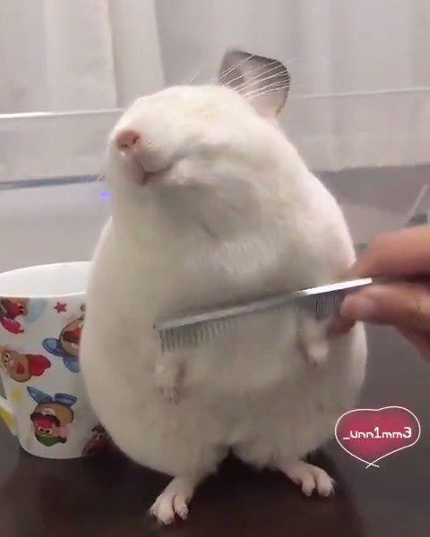 チンチラの表情、見てるだけで幸せになれる💕