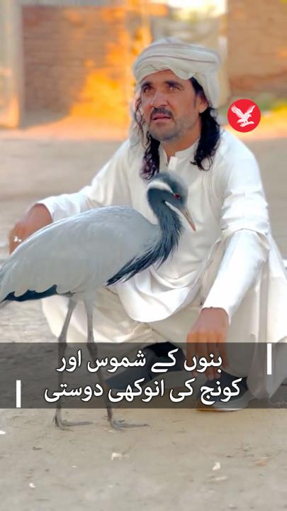 ’اس کی کوئی قیمت نہیں‘: بنوں کے شموس اور کونج کی انوکھی دوستی #Independenturdu #Crane #Bannu