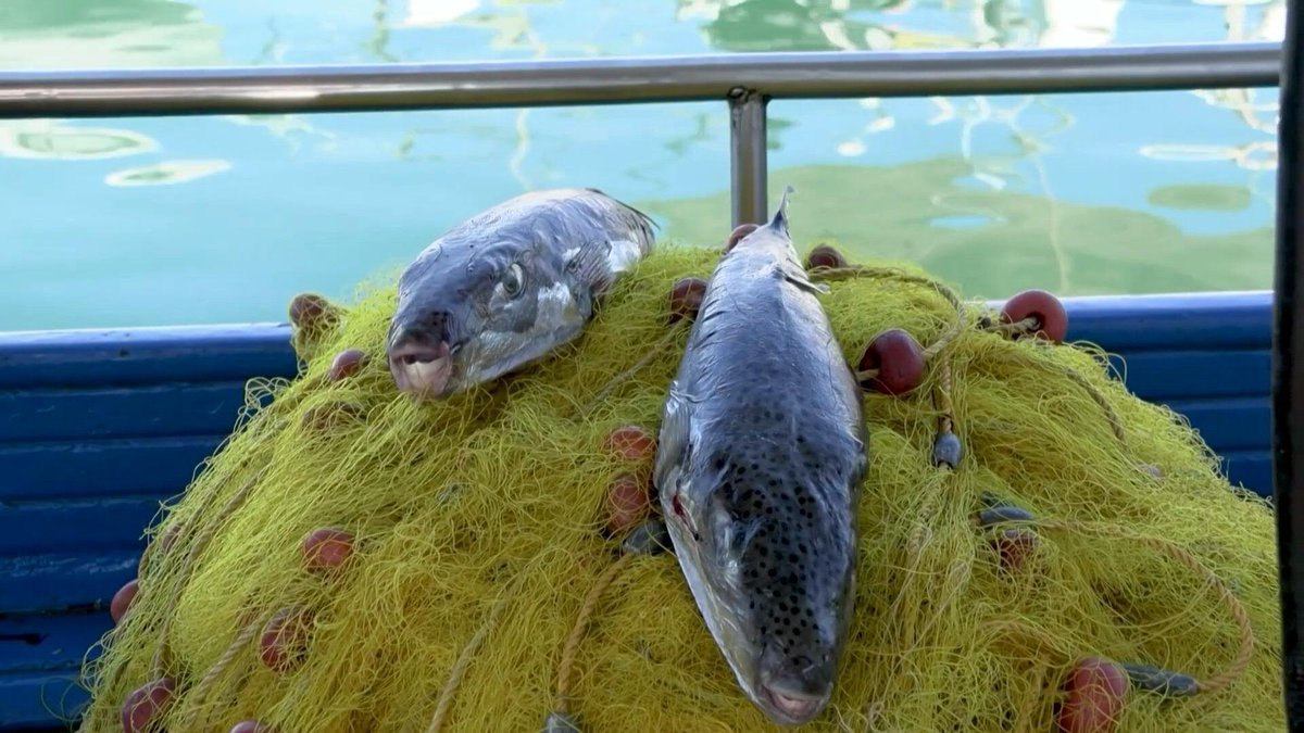 🇬🇷 Greek fishermen struggle with invasive pufferfish With massive teeth and a voracious appetite, pufferfish are ruining Greek fishing nets and wreaking havoc on local fish stocks, with warming seas allowing the invasive species to spread through the eastern Mediterranean.