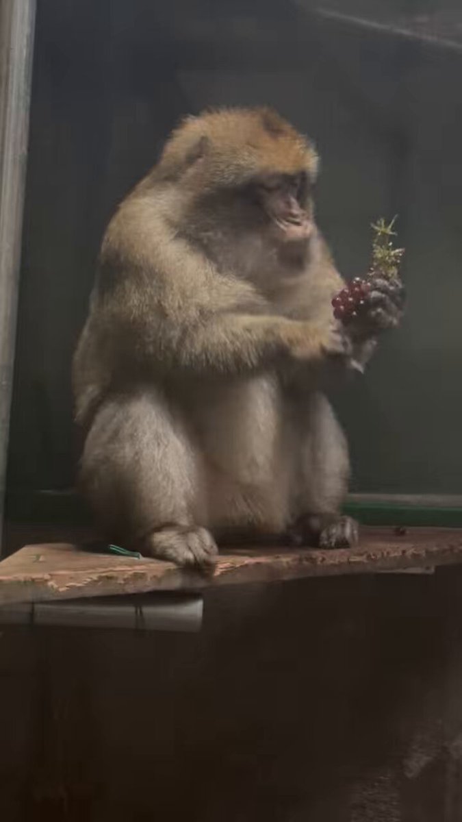 ブドウを1房ゲット🍇 取られないように死守しながら安全な場所へ移動してモグモグ😋 クオン頑張りました〜！！👍 仲間のグンソクとヒョンジュンも奪い取らなくて偉いぞ〜✨(浮瀬) #バーバリーマカク #クオン