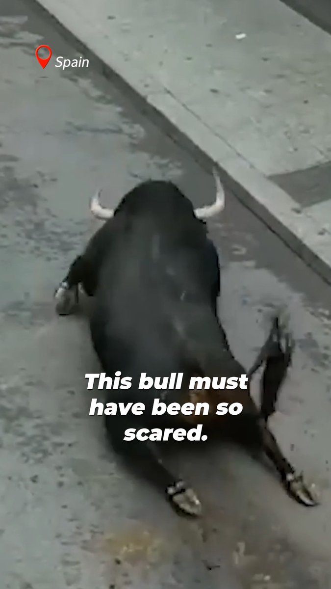 He's still fighting for his life, his safety, his freedom—even if his legs aren’t working 💔 Take this video as a devastating reminder to NEVER support bullfights or Running of the Bulls events. #AntiBullfightingDay