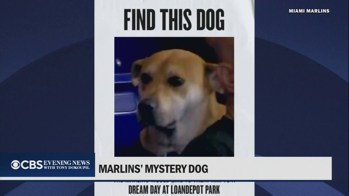 The Miami Marlins are searching for the dog that went viral after watching another pup enjoy a hot dog during Monday’s game. The team has posted a "wanted" flyer and is promising the overlooked pooch a dream day at the ballpark.