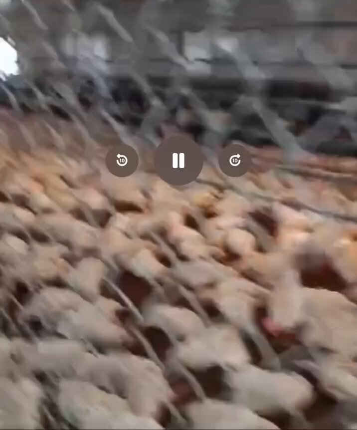 🔥🔥🔥 Phú Thọ chủ trang trại chăn nuôi 🐔 tố cáo Điện Lực cúp điện mà không thông báo. Xin chia buồn cùng chị 🤧 #vietnam #phutho #dienluc