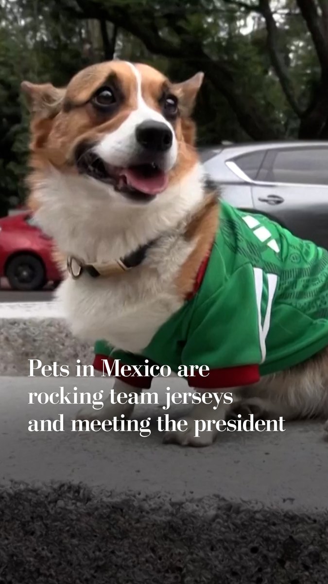 In markets across Mexico City, vendors are tapping into World Cup fever by selling Mexico shirts and jerseys for pets. The pet jersey fever has even spread to the presidential palace.