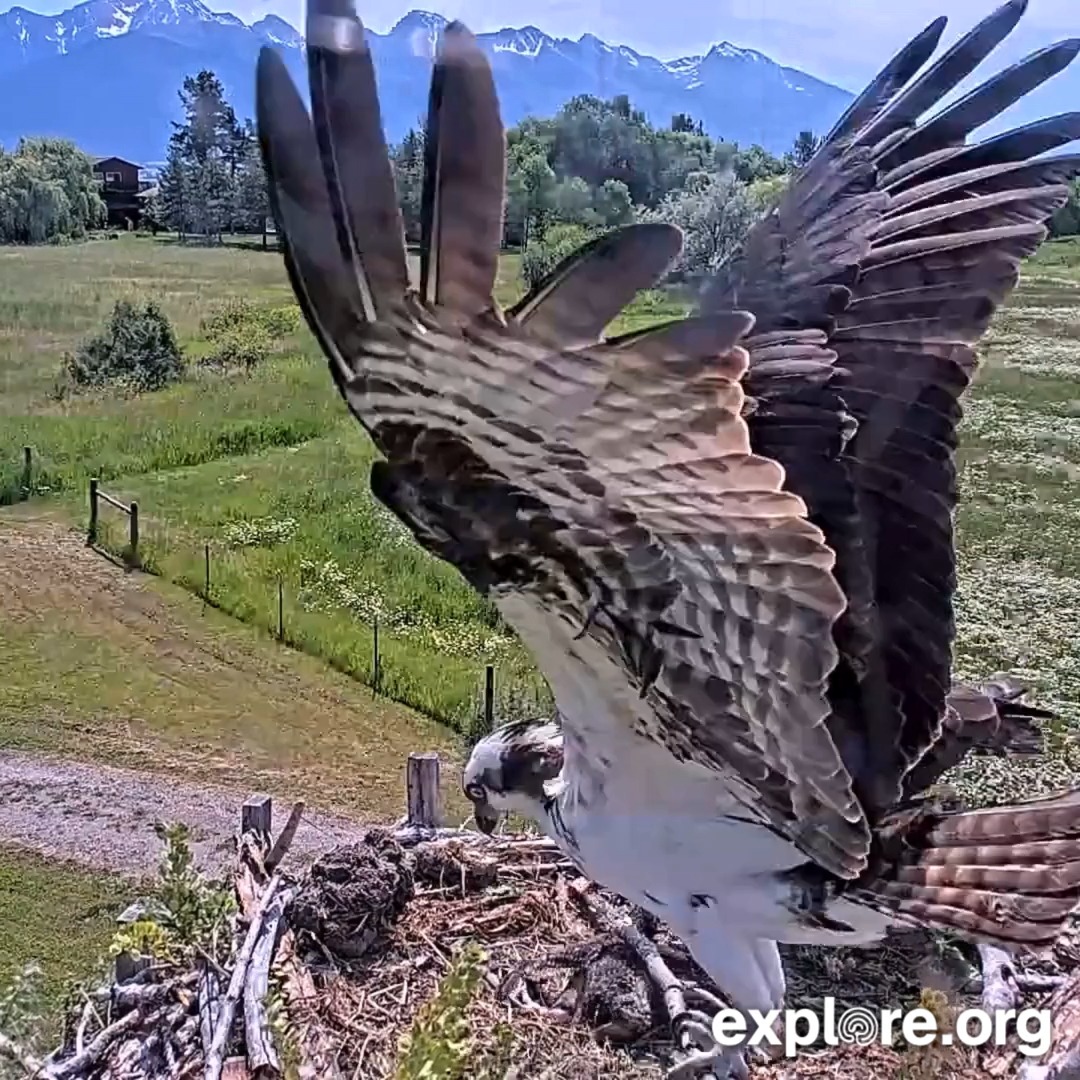 Mind the baby! Coming in hot with the home decor on the Charlo Osprey Cam.