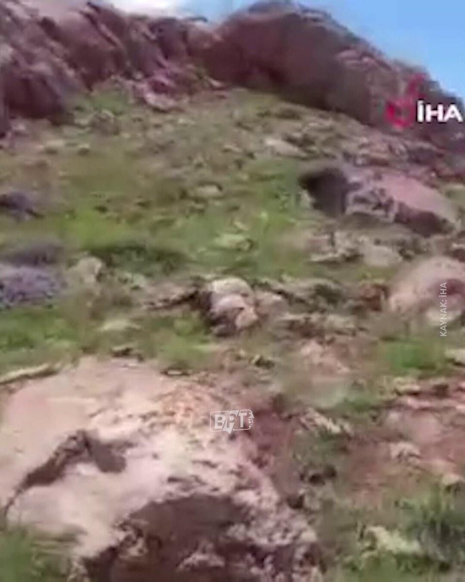 HASSAS | Hakkari’nin Yüksekova ilçesinde kurtların saldırdığı sürüde yaklaşık 50 koyun telef oldu, 30 koyun yaralandı ya da kayboldu.