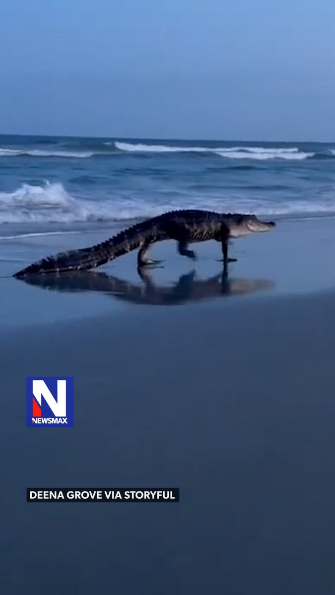 GATOR GETAWAY: An alligator took an unexpected trip to the beach on Monday at Huntington Beach State Park in Murrells Inlet, South Carolina. Beachgoers watched as the reptile alternated between lounging in the sand and standing in the surf while waves washed over it.