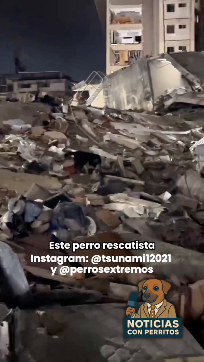 Conozcan al sr Tsunami, un hermoso borde colie que tiene una decada de misiones por todo el mundo... Esta será su última misión y le tocó en Venezuela.