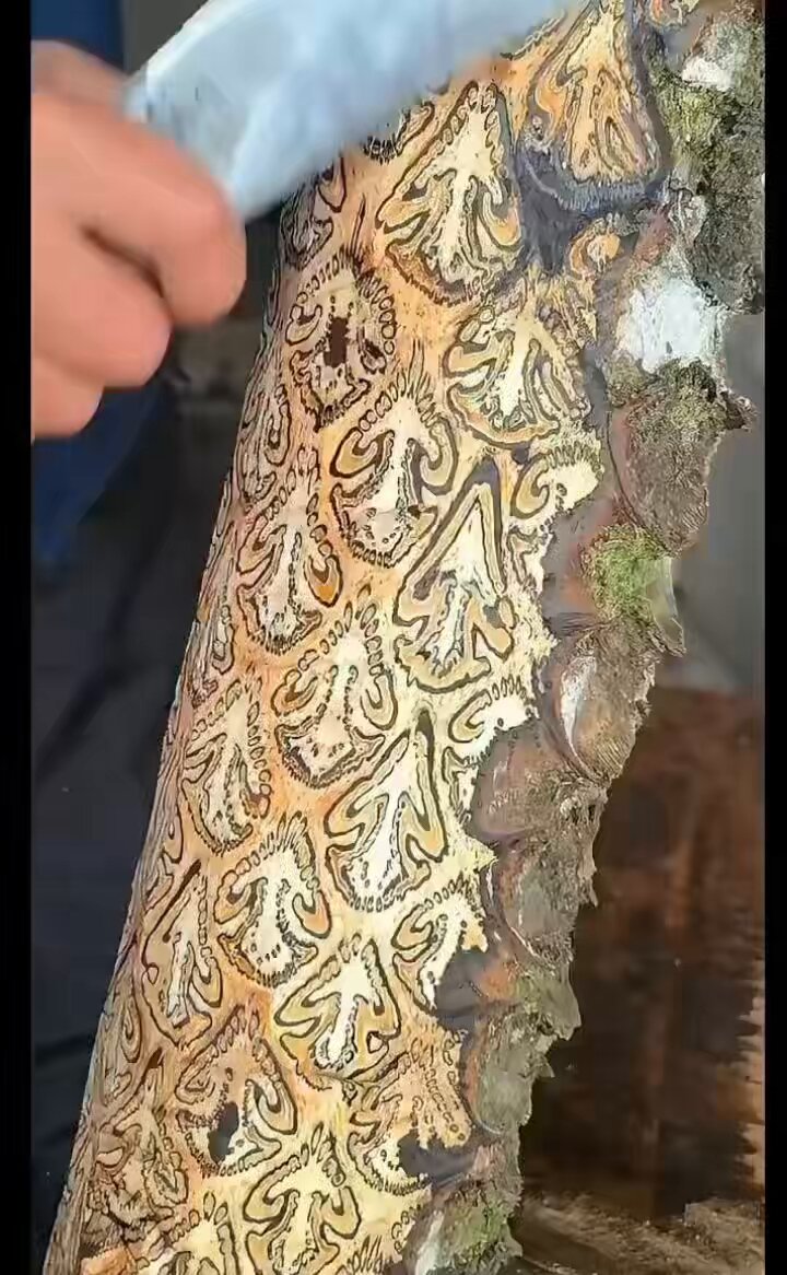 带你们认识各种值钱的木头✌️