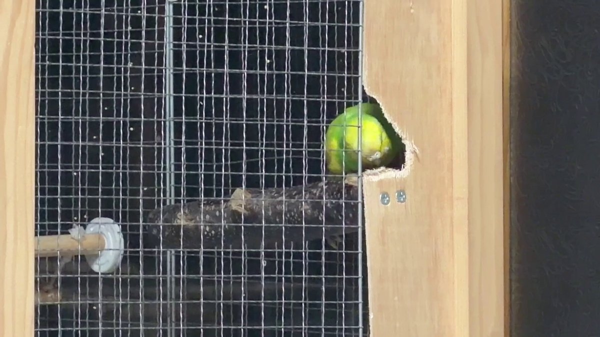 半年かけて完成した脱走用の穴に大喜びするも、即行ふさがれ絶望するセキセイインコ。。。