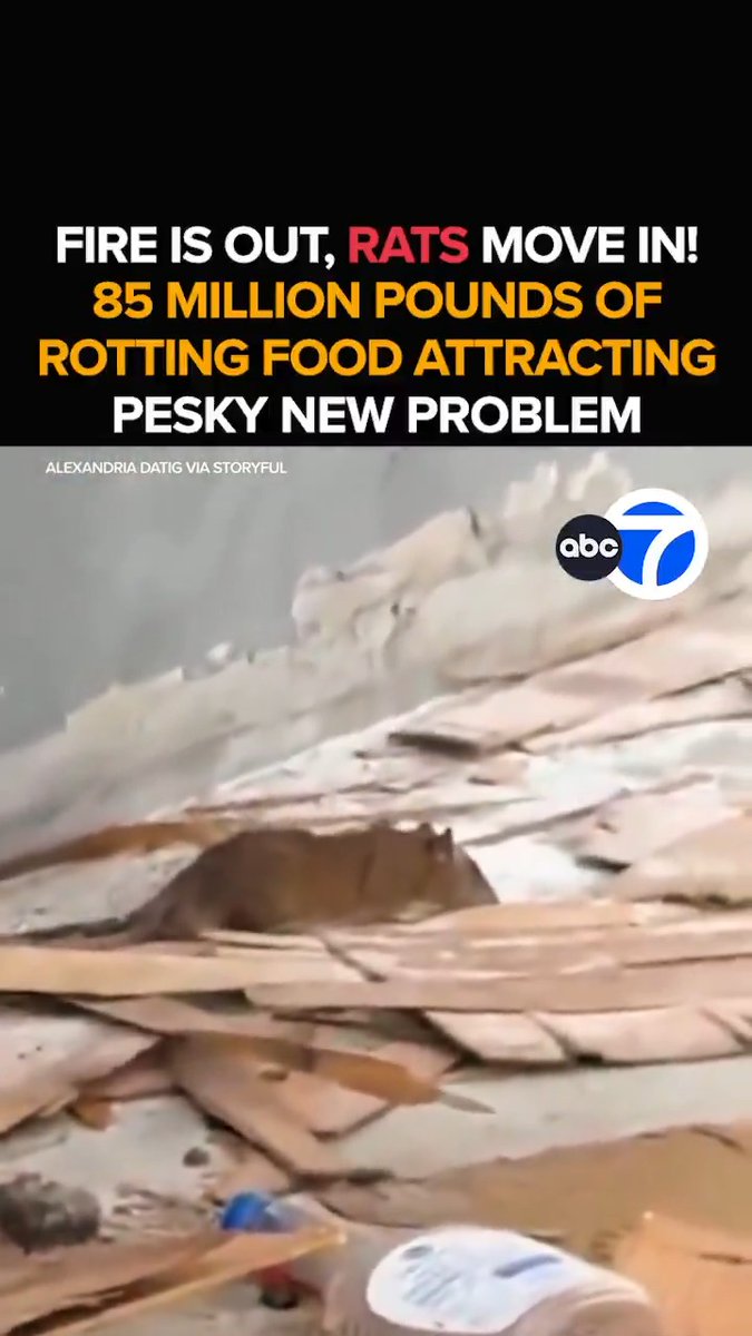 The Boyle Heights warehouse fire is sparking a disgusting new dilemma. Hordes of rats are now licking their chops at the 85 million pounds of rotting food left over in the warehouse. The pesky new problem for clean-up crews - Tonight at 11 from ABC7.