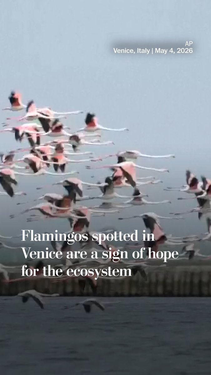A large increase in the number of flamingos at a lagoon in Venice, Italy, is giving scientists hope for the future of the area's biodiversity. Environmental experts have been working to restore the wetlands, which have been impacted by industrial activities.