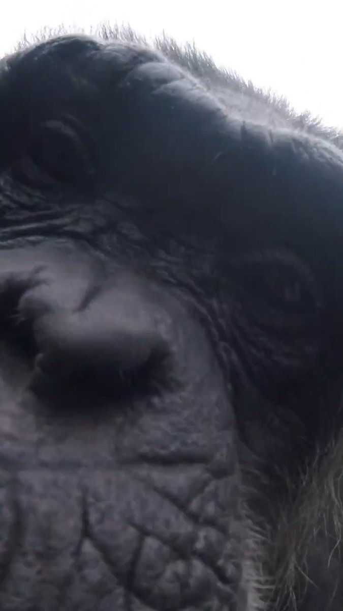 If you give a chimp a camera ...