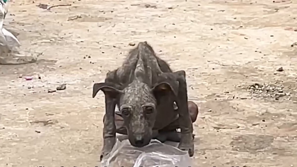 A stray dog as thin as a bat in the trash pile,an angelic woman who take it home and cared with love🥹🙏