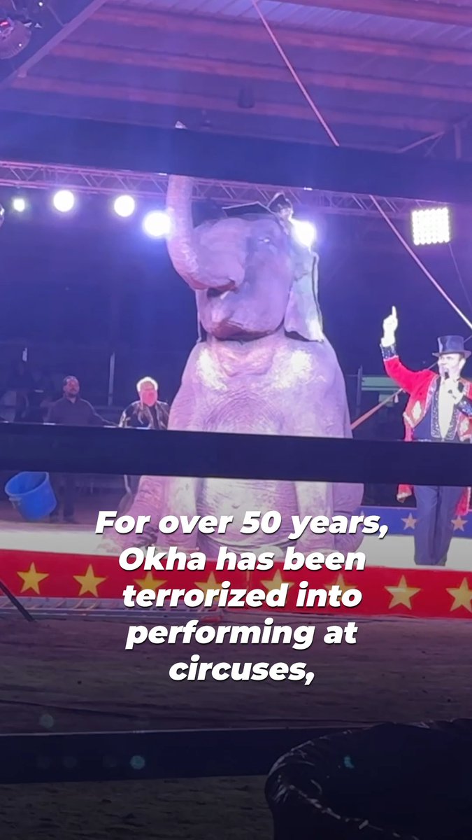 Okha is over 55 years old and still being hauled from circus to circus. When her handler retired two other elephants, she was left behind💔 Text now to urge venues to stop hosting Okha and other elephant acts📲