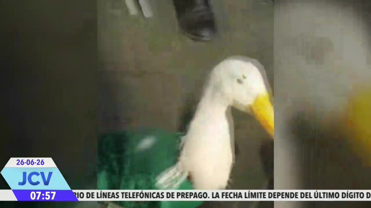 🦆💰 ¡Poncho de Nigris va con todo por el pato #Merlín! El influencer aumentó su oferta a 800 mil pesos para convertir al ave #viral del momento en la mascota oficial de Ring Royale 2. ¿Lo logrará? 👀🥊 Leidy Salazar nos platica del tema. ✅