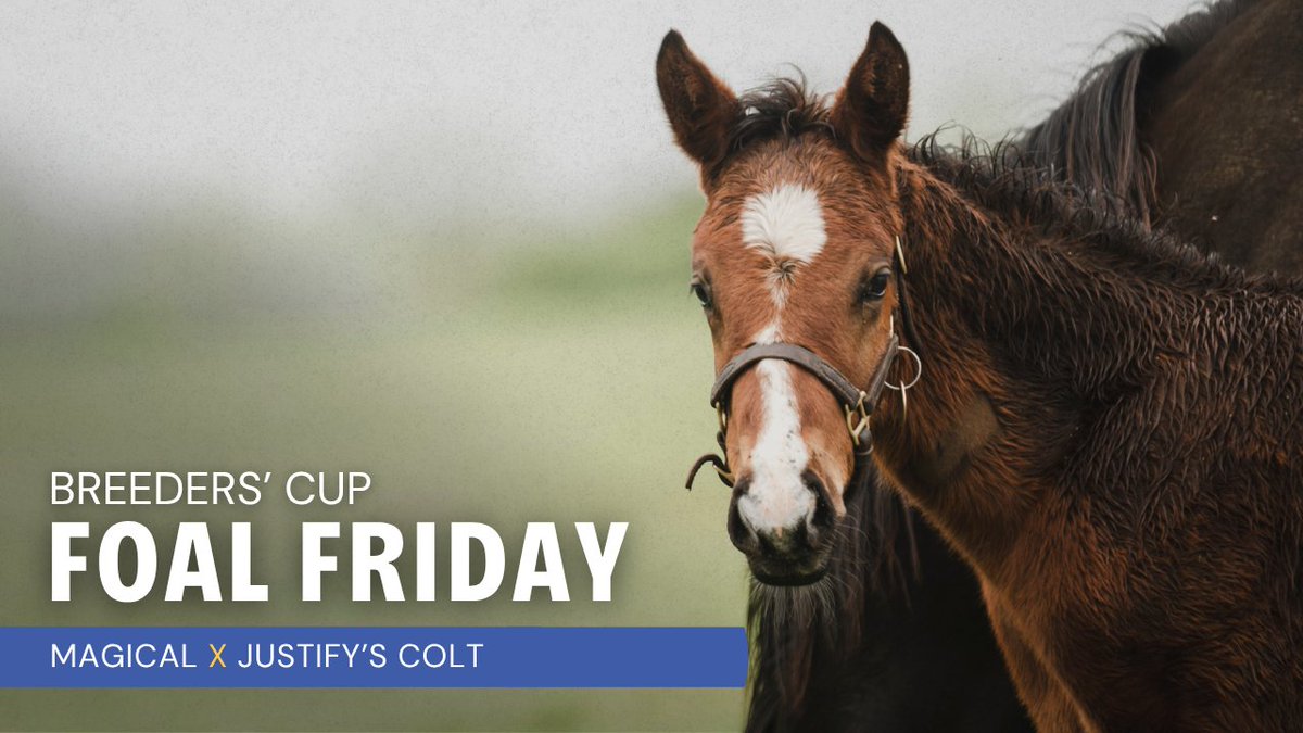 It was a "Magical" day at Coolmore's Ashford Stud in more ways than one. For this #FoalFriday, meet the champion mare and her stunning colt by Triple Crown champion Justify! Magical, a 7-time Gr1 winning daughter of the great Galileo, amassed over $6.2M in earnings over the course of her career. While she had to settle for 2nd in two editions of the BC Turf, her "nephew", 6-time Gr1W Auguste Rodin, won it in 2023.