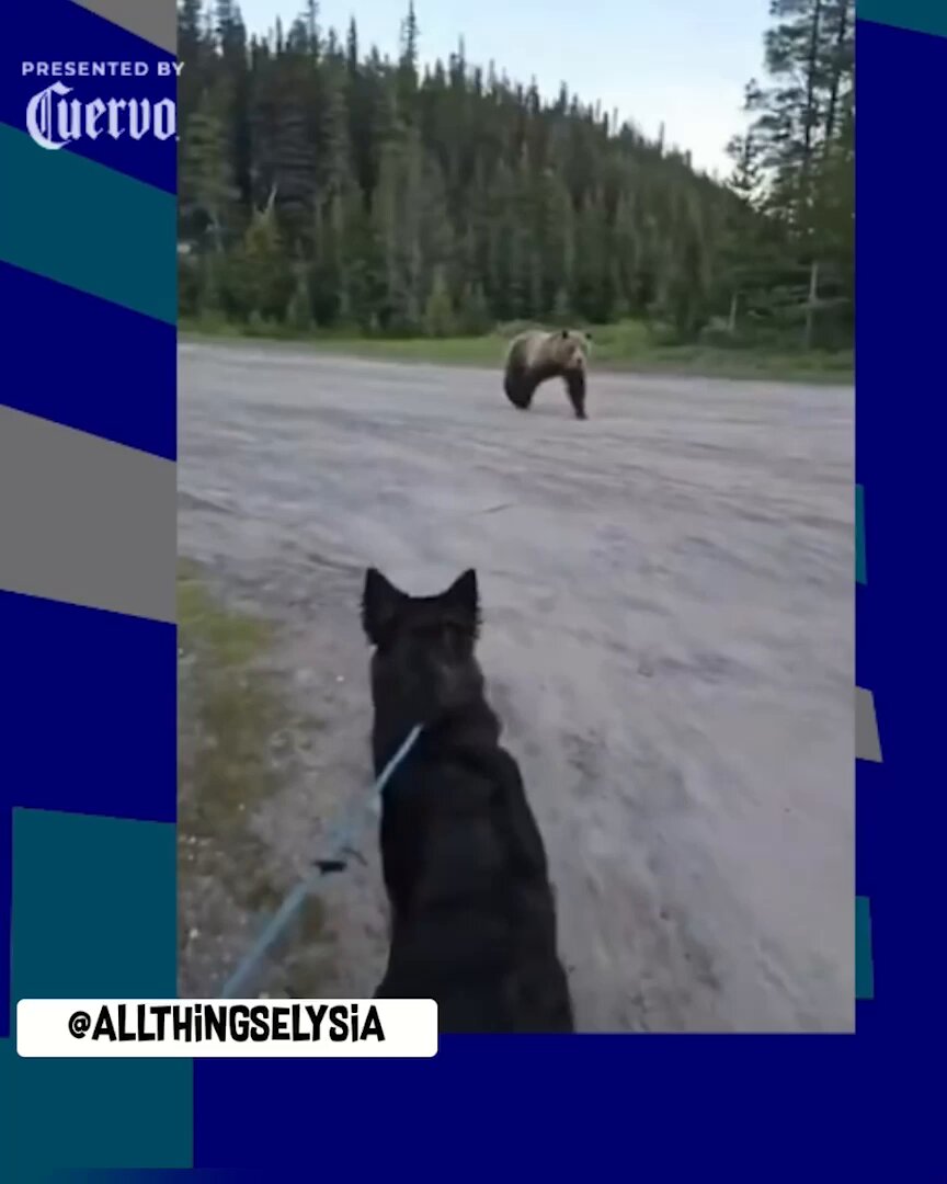 A toast to the woman who held off a brown bear AND protected her dog 🐶 🤝 Jose Cuervo