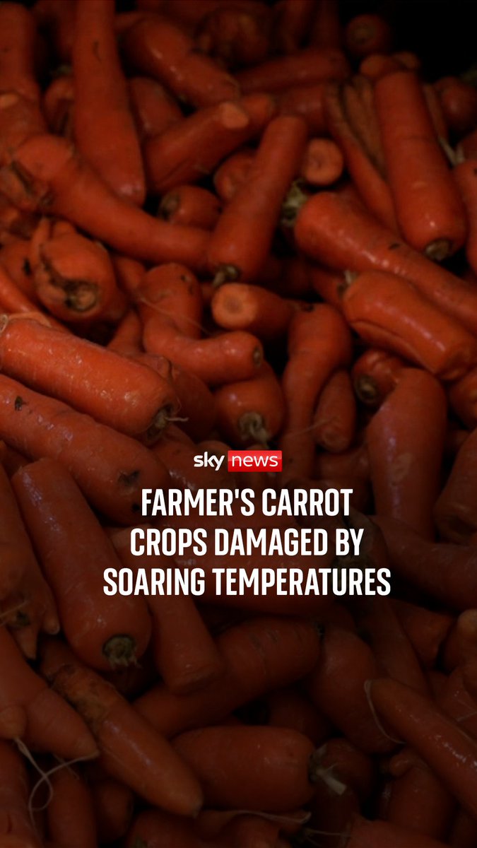 The June heat record has been broken yet again - and it's the third day in a row a new high has been set. Sky's Frazer Maude visits a carrot farmer in Nottinghamshire. Heatwave latest: