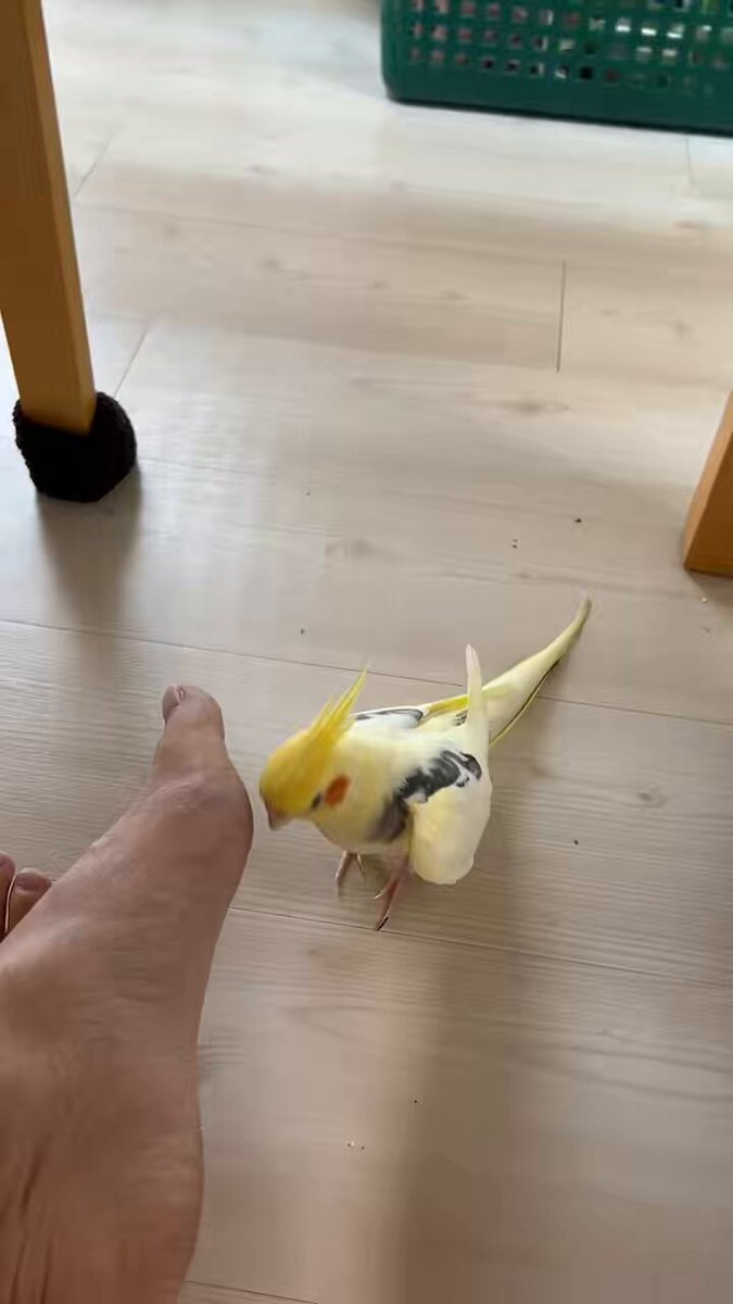 そこで歌わないでください、そこに耳はありません