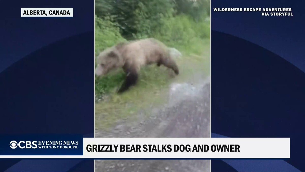 A dog owner came face-to-face with a grizzly bear in Alberta and stayed remarkably calm, slowly backing away while filming the encounter. The bear eventually moved on to chase a moose.