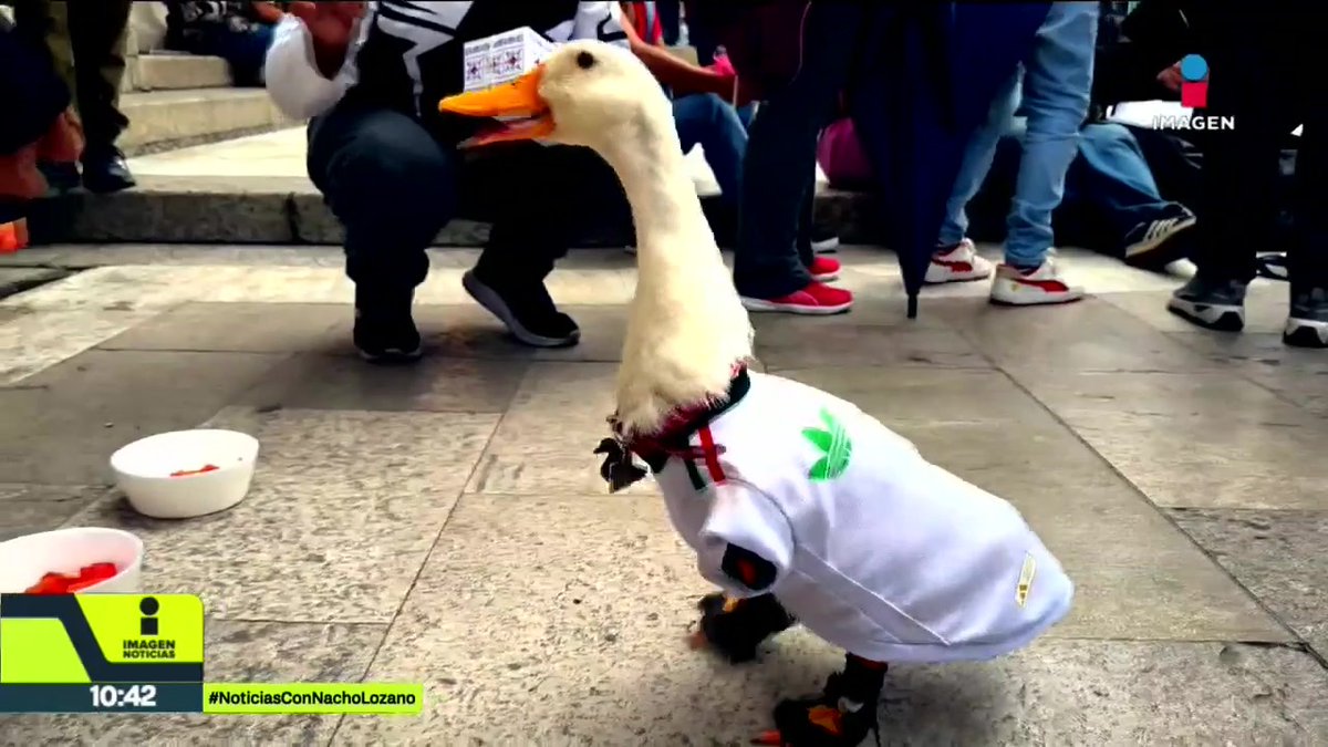 Por tan solo 40 pesos, cualquier persona puede comprar un pato en #CDMX. En medio de la euforia por el Pato Merlín, las ventas de este animal han aumentado en las últimas semanas. Lo cierto es que son animales acuáticos y no deberían ser domésticos, de acuerdo con especialistas: