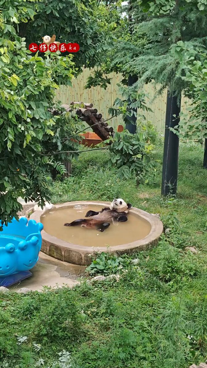 【暑すぎて完全リラックス プールで寝落ちする長楽、夏のゆるかわ全開🐼💤】ジャイアントパンダの長楽（チャンルー）は現在、陝西省西安市の秦嶺四宝科学公園で暮らしています。 暑さが強くなると、そのままプールでスヤスヤお昼寝。呼吸するのに合わせてお腹がゆっくり上下し、見ているだけで「気持ちよさ全開」状態です。水もすっかり“長楽カラー”に染まって、なんだか夏のゆる〜い空気が広がっています。（水は新鮮ですが、パンダが遊んでいたため、水が少し濁って見えるのは自然な状態です）