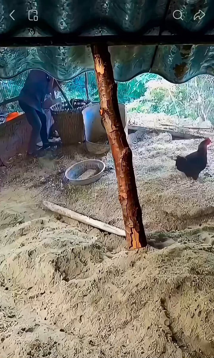 Định bụng vào bắt được con gà để no cái bụng Ai ngờ đâu bà chủ phát hiện và bị ăn gậy Không biết có thoát được không