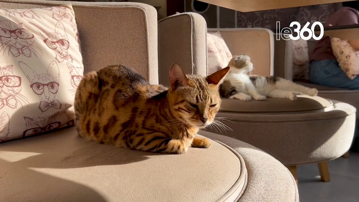 À Fès, un café à chats, concept importé du Japon, propose une expérience inédite au Maroc 🐈