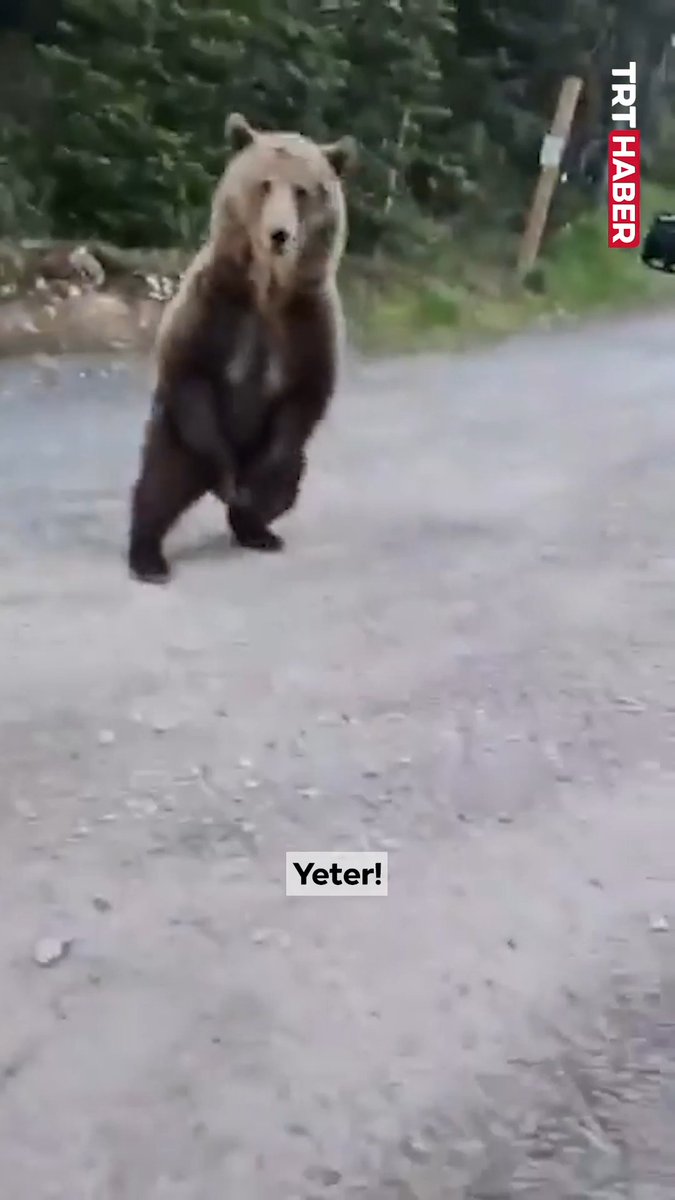 Kanada'da köpeğiyle yürürken bozayıyla karşılaşan kadın bağırarak kurtuldu.