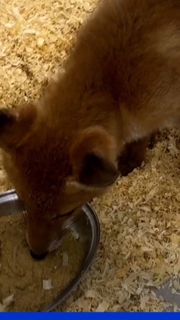 Avec la canicule, les centres de soins pour animaux sauvages sont en alerte rouge