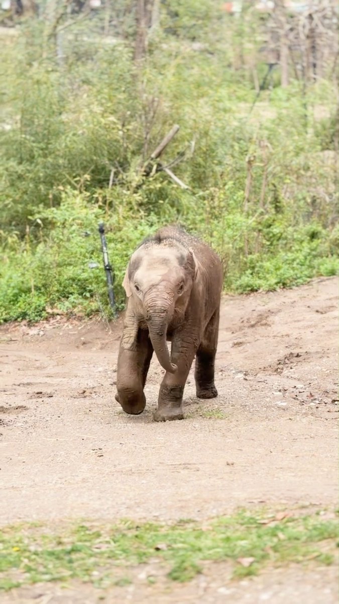 Asian elephant calf Jet doesn’t mess around when it comes to playtime. Unless there’s mud involved... 😉
