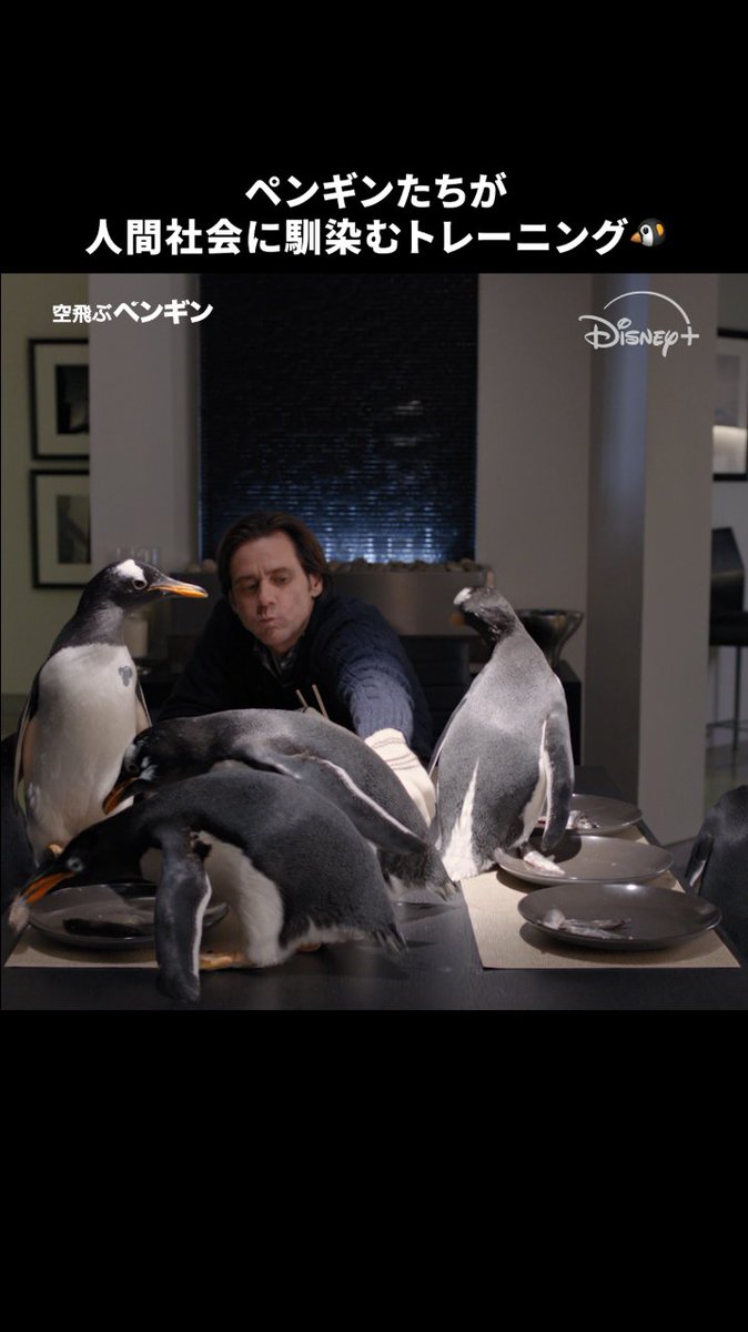 ペンギンたちが 人間社会に馴染むトレーニング💨 ⠀ ＼＼待て🖐️‼️／／ 👇ペンギンを辿ろう ⠀ ⠀🐧 🐧 🐧 ⠀ 🐧 ⠀⠀🐧 ⠀🐧 ⠀ ＼＼ 来てんじゃん／／ ぺたぺた歩くペンギンたちを かわいいと思ったら「🖤」をリプライへ ⠀ 『#空飛ぶペンギン』は #ディズニープラス で配信中✨