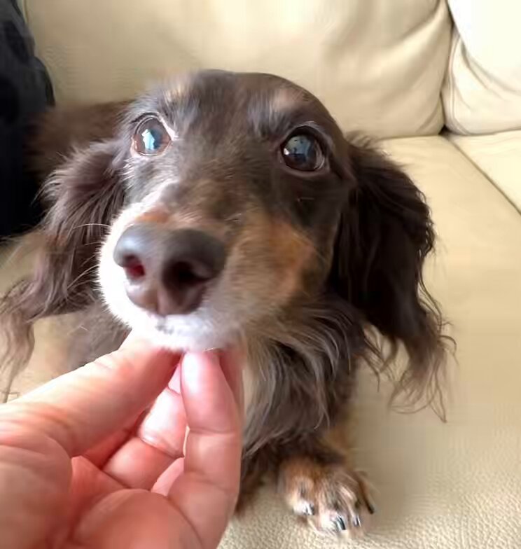 ちょこちょこぉぉぉ〜 いい気持ちぃぃぃ〜🐶✨