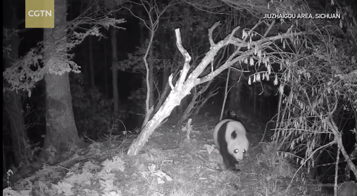 Watch: Smart cameras capture panda mother and cub on stroll in Jiuzhaigou 📷🐼