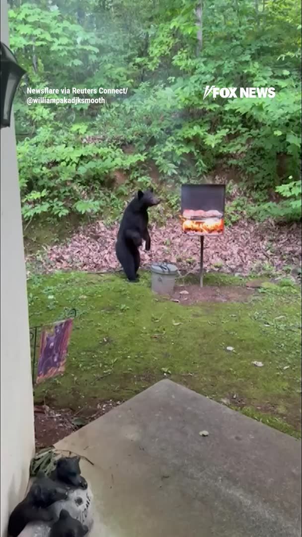This black bear cub looked very interested in what was on the menu. Video from Gatlinburg, Tennessee, shows the young bear walking straight up to an outdoor grill, stretching onto its hind legs and sniffing the food before circling the barbecue. The family says the unexpected visitor briefly interrupted their cookout—and gave everyone a story they'll never forget.